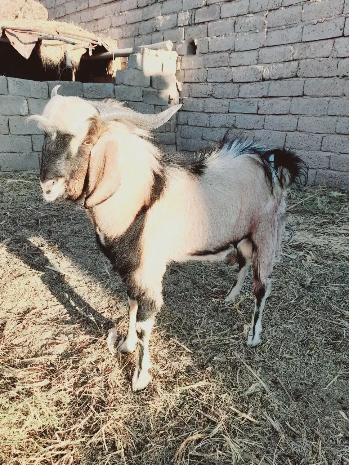 بزنر|حیوانات مزرعه|زهک, |دیوار