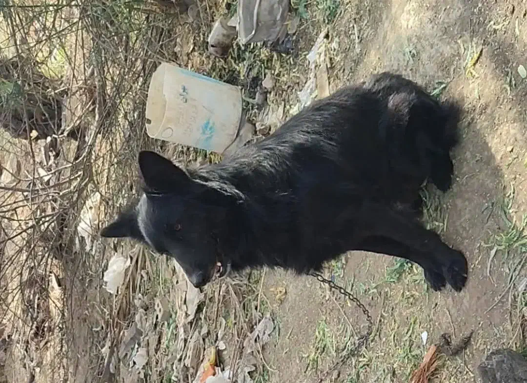 سگ ژرمن بلک|سگ|باوی, |دیوار