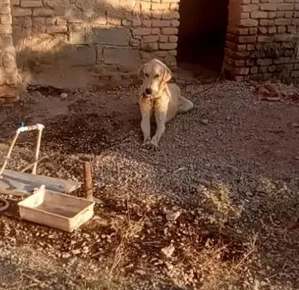 سگ پژدرنروماده|سگ|ایوانکی, |دیوار