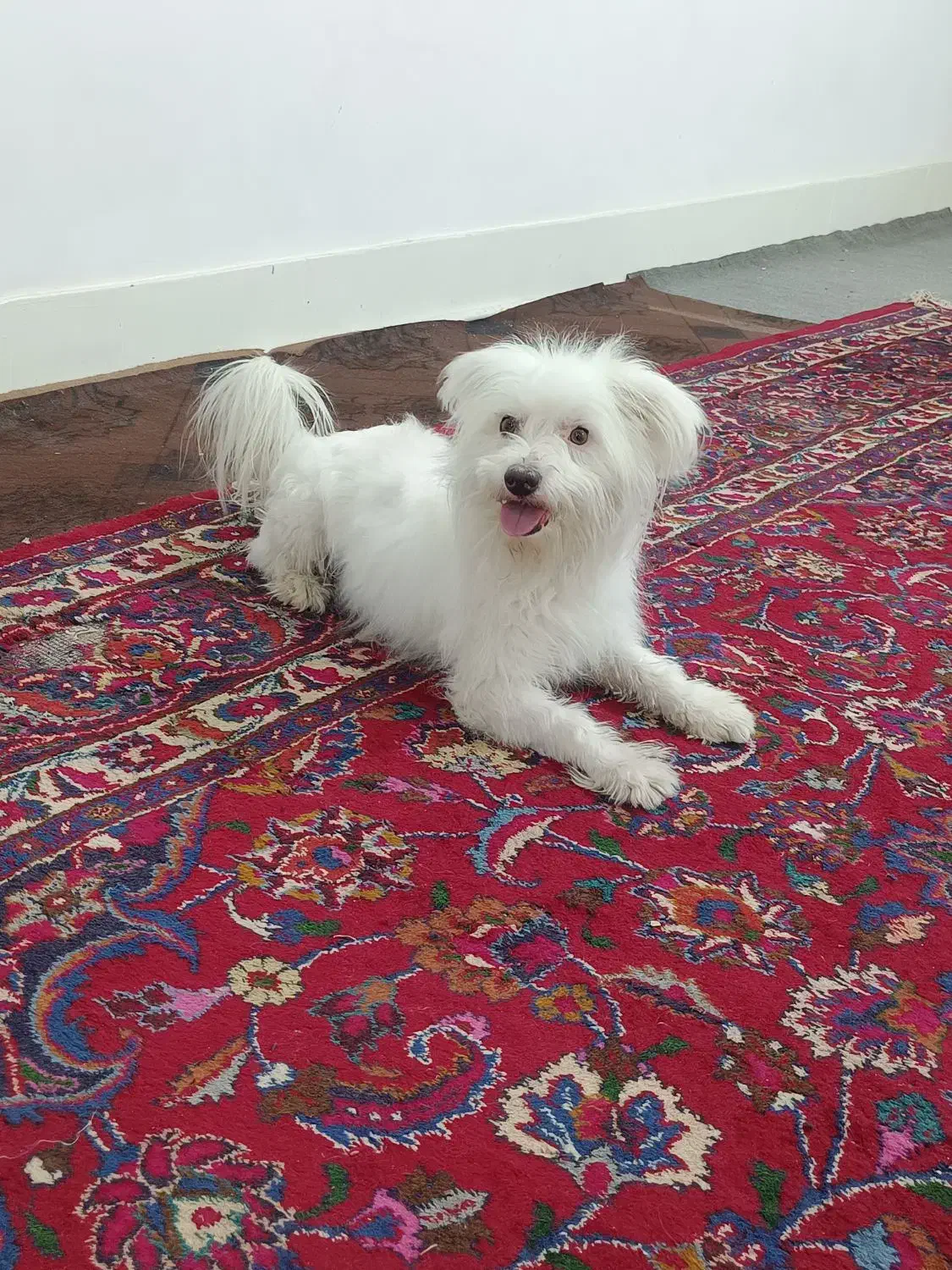 سرگرمی.فوری|سگ|تهران, اکباتان|دیوار