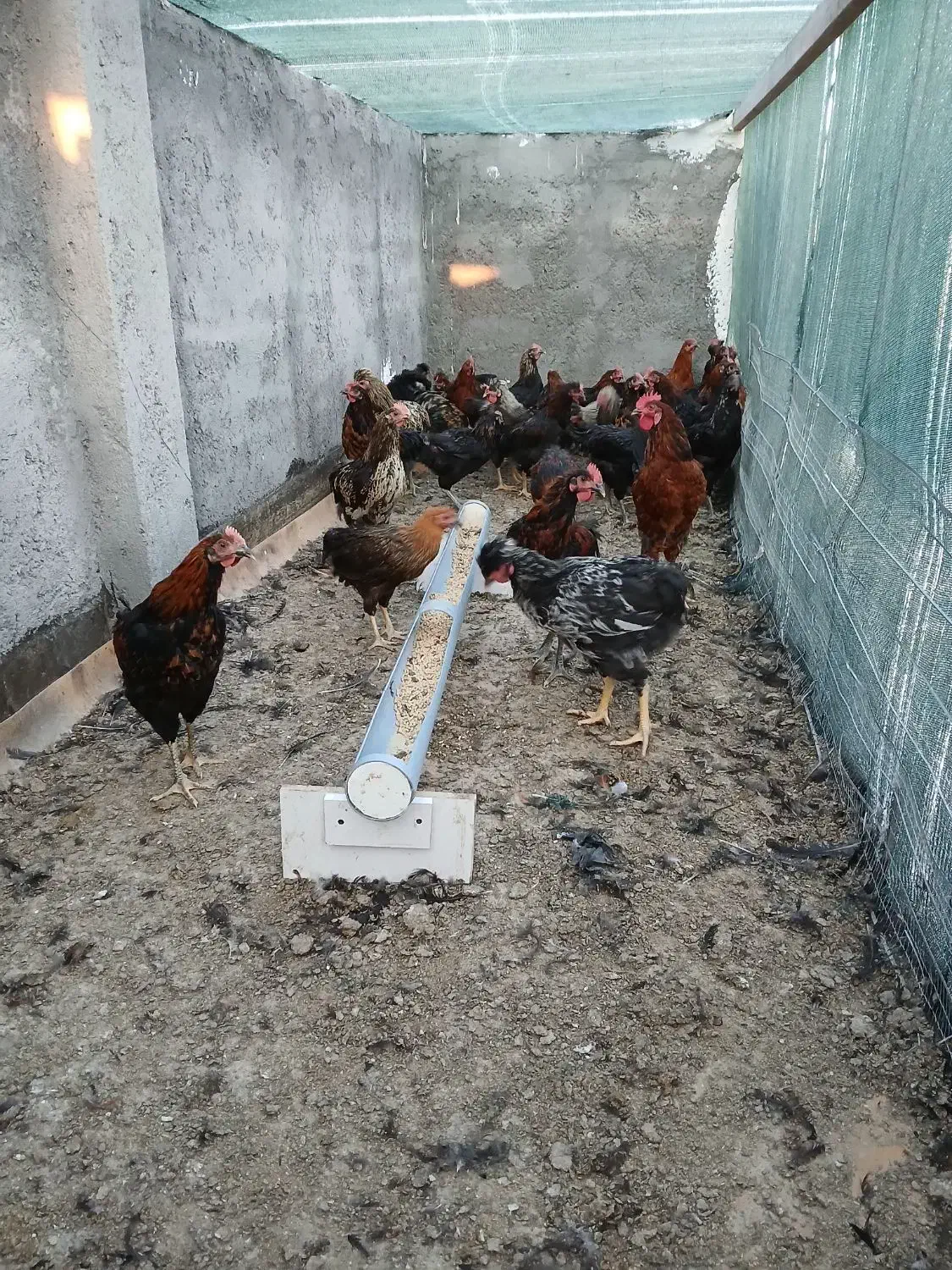 کود مرغی|گل و گیاه طبیعی|مشهد, نوید|دیوار