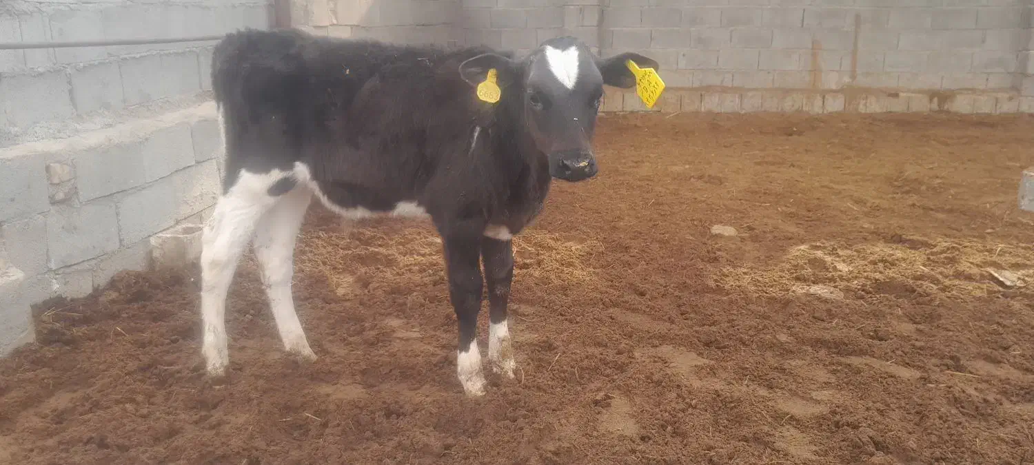گوساله نر شیری و از شیر گرفته|حیوانات مزرعه|شیراز, منطقه ویژه اقتصادی|دیوار