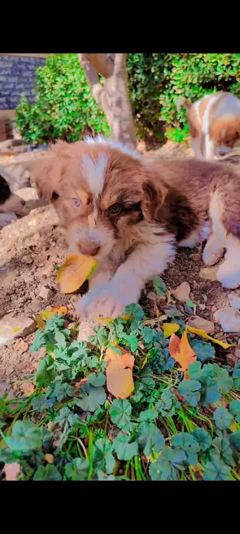 توله شتیتزو|سگ|قمصر, |دیوار