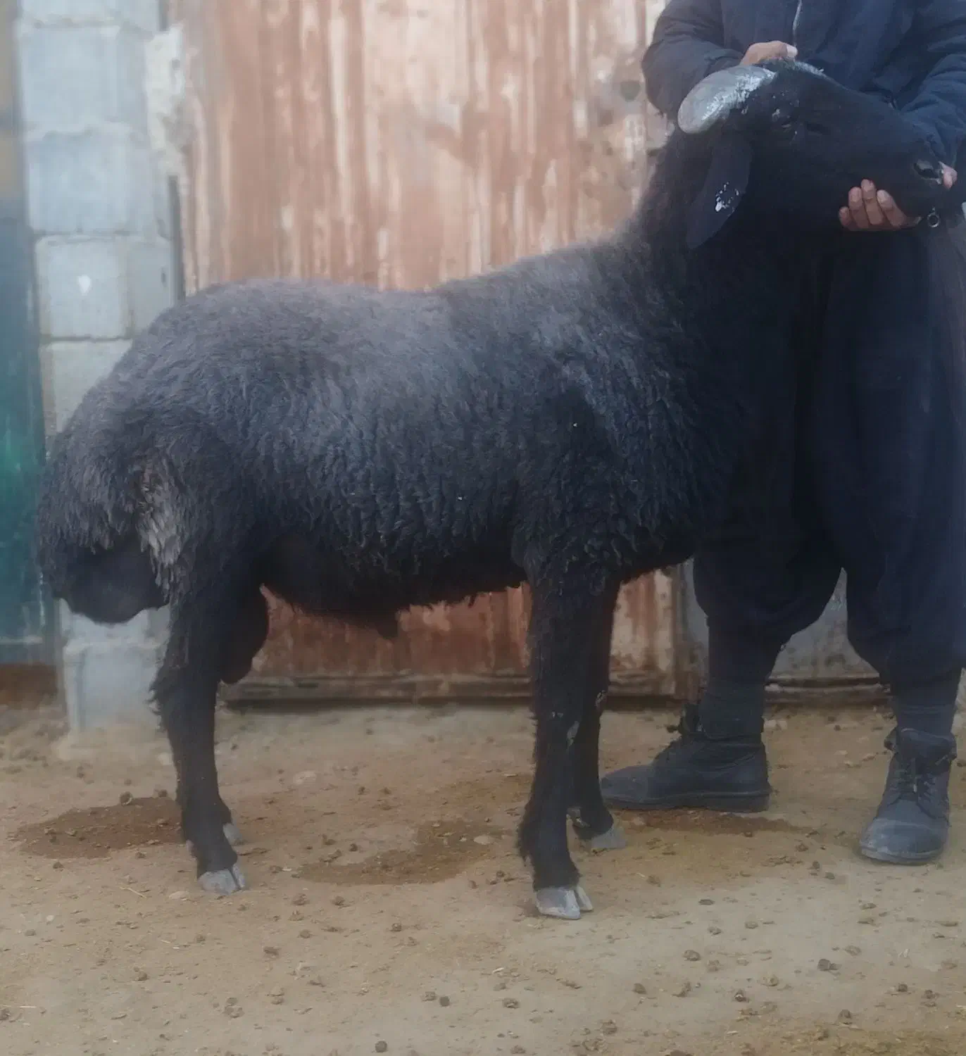 قوچ|حیوانات مزرعه|ایزدخواست, |دیوار