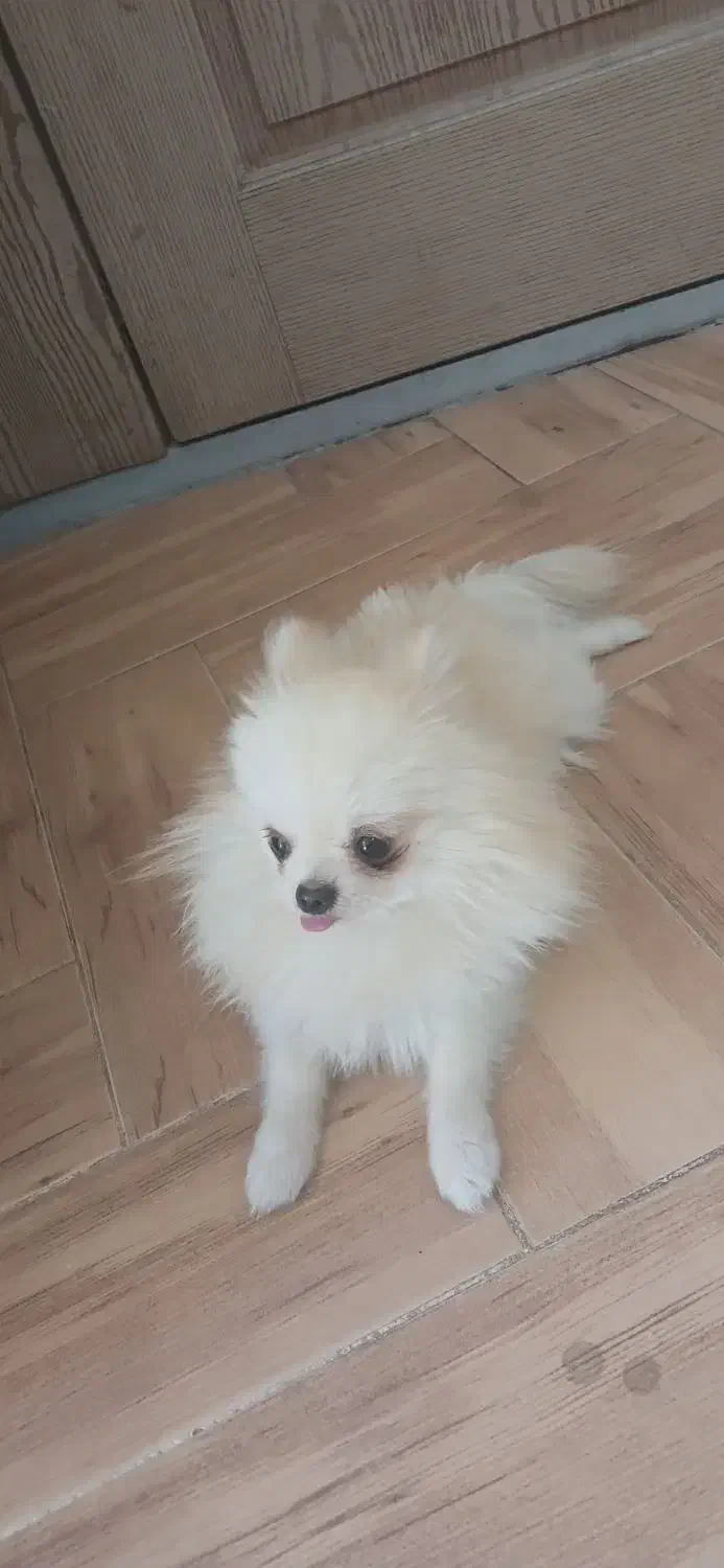 سگ پامرانین عروسکی|سگ|یزد, |دیوار