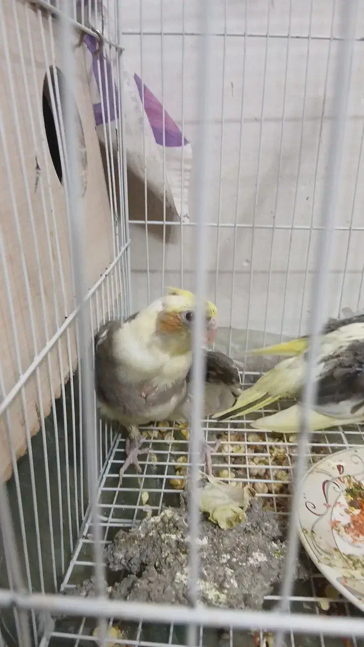 عروس هلندی|پرنده|مشهد, ایثار|دیوار