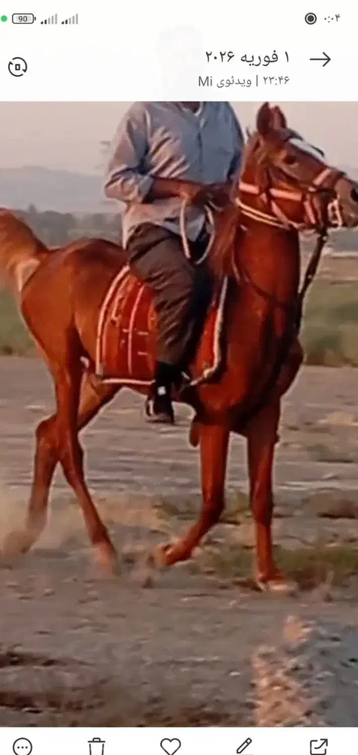 اسب کورند ۶ساله|اسب و تجهیزات اسب‌سواری|نقده, |دیوار