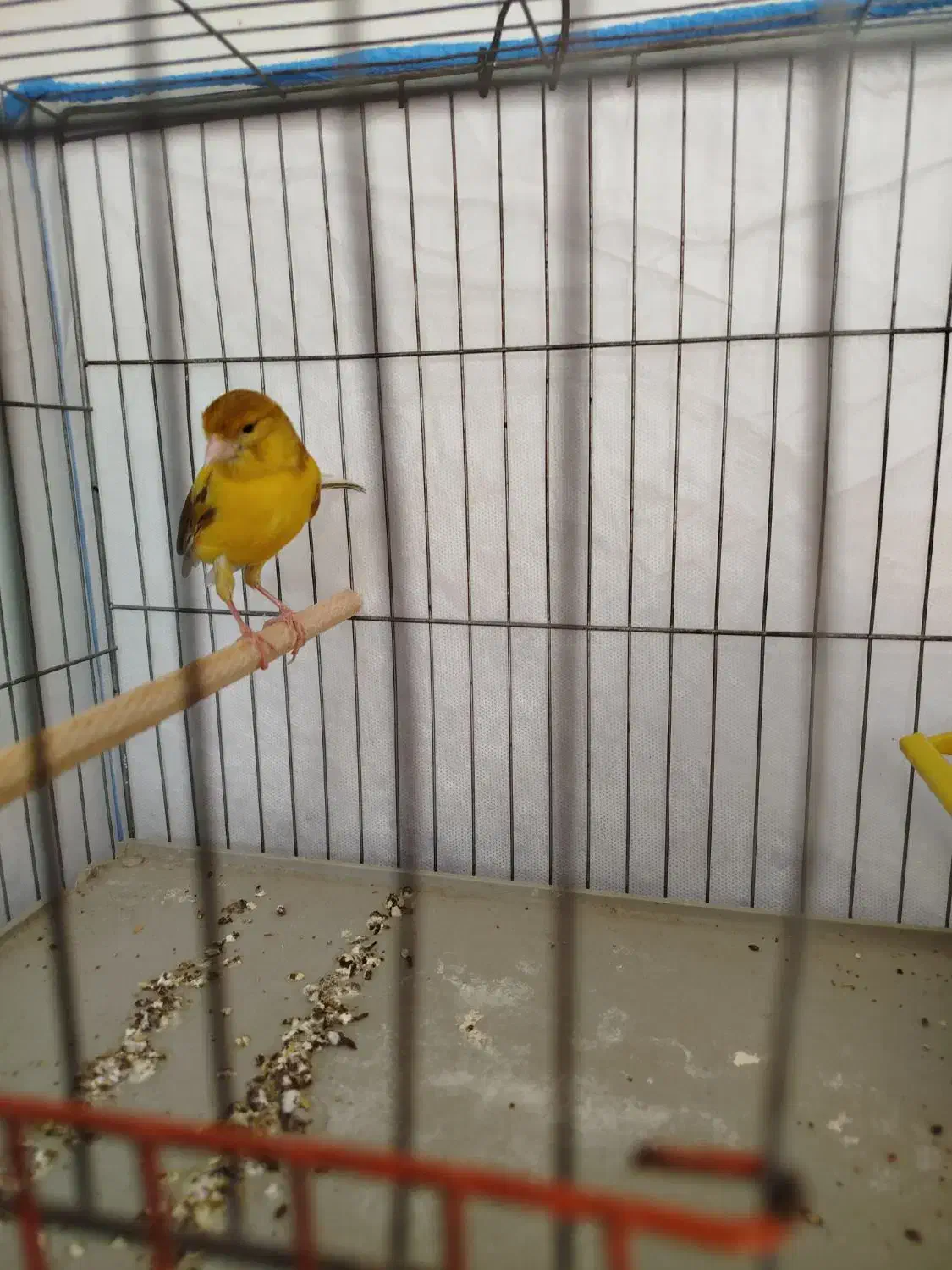 قناری|پرنده|شیراز, کوشک میدان|دیوار