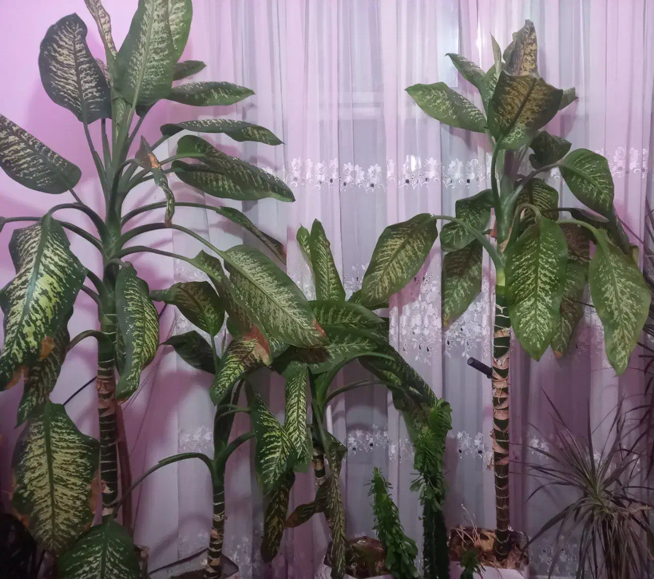 گل دیفن باخیا|گل و گیاه طبیعی|شاهرود, |دیوار