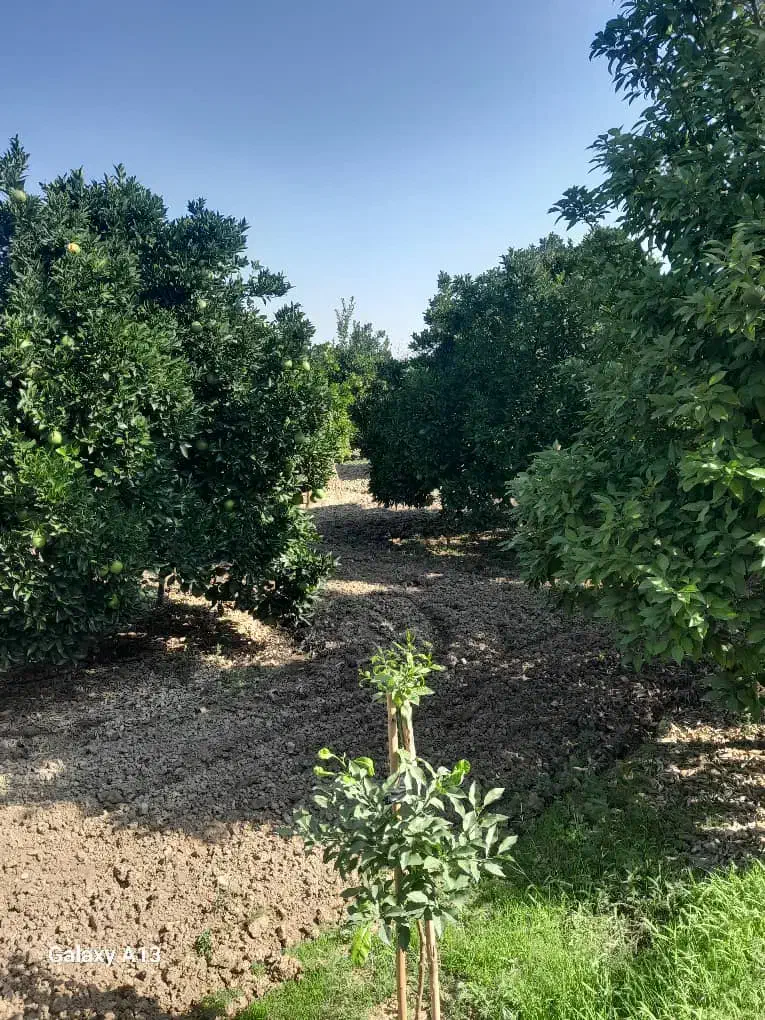 باغ پرتقال|فروش دفتر صنعتی، کشاورزی، تجاری|کیاکلا, |دیوار