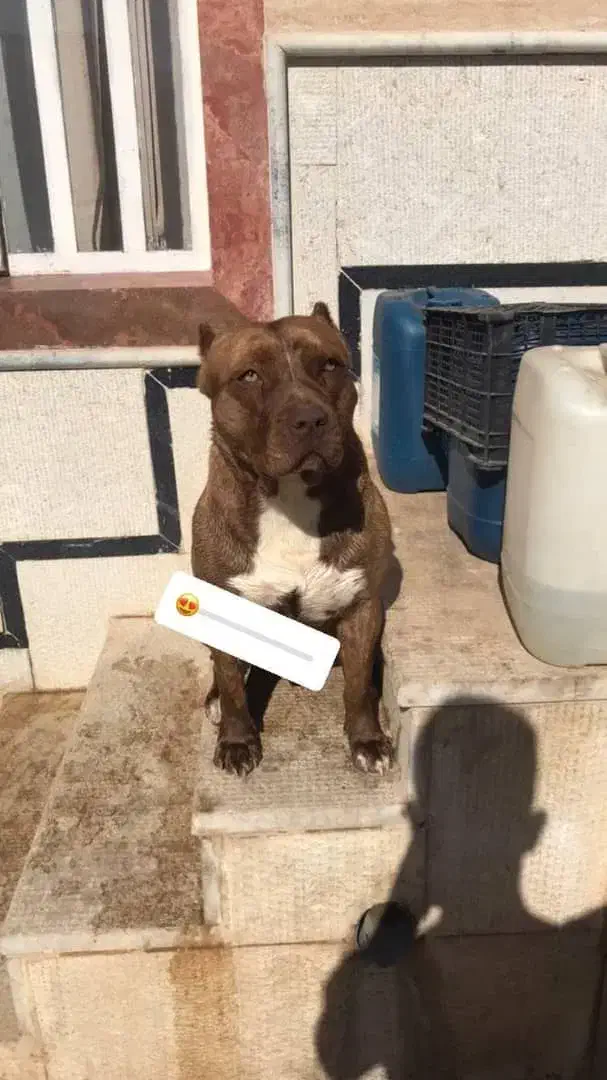 سگ پیتبول|سگ|یزد, |دیوار