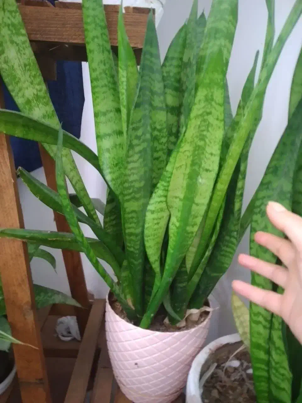 گل و گیاه|گل مصنوعی|مشهد, کارگران|دیوار