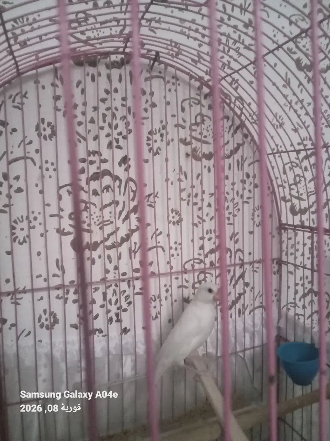 فنج نرگسی با قفس|پرنده|ارومیه, |دیوار