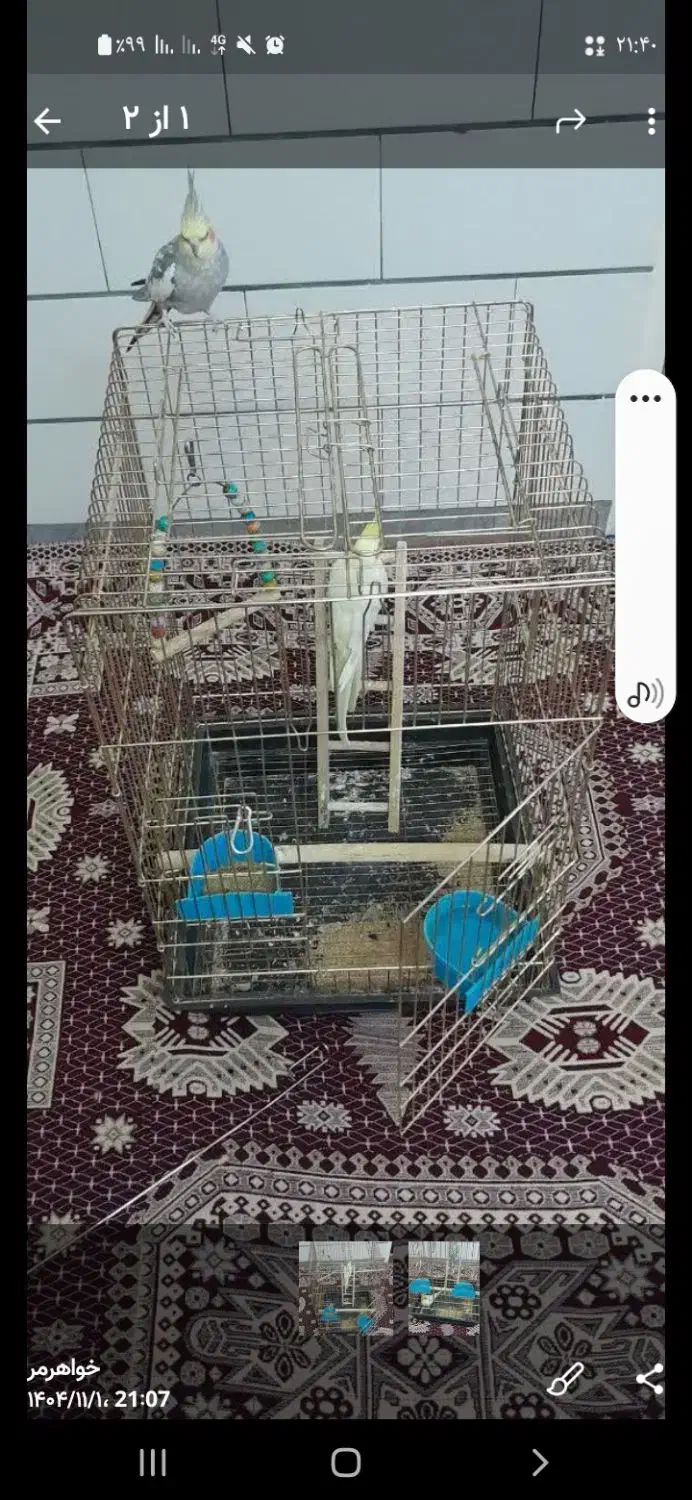 عروس هلندی|پرنده|اراک, |دیوار