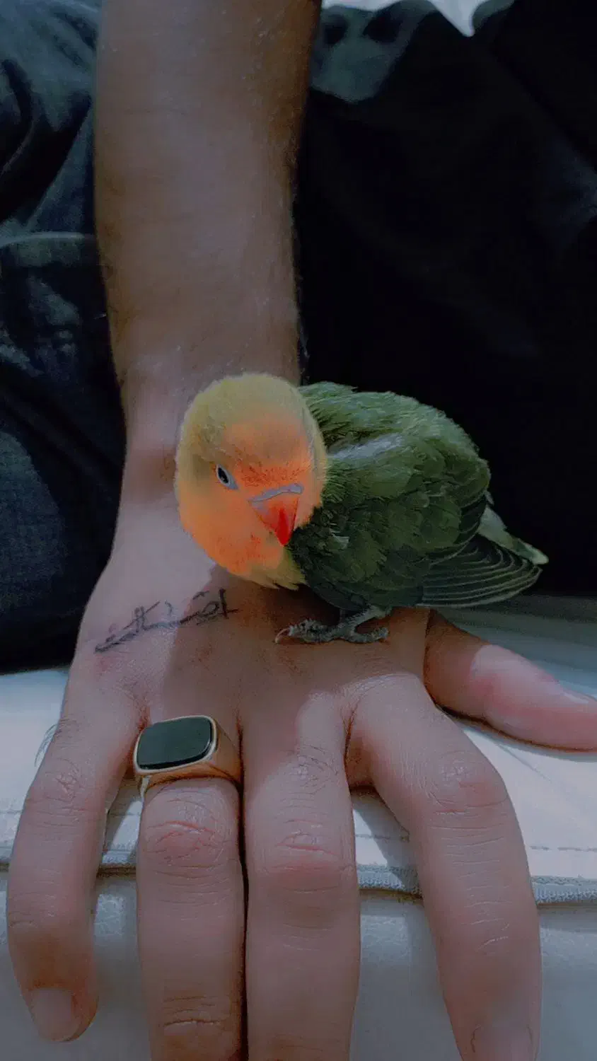 جوجه کوتوله برزیلی|پرنده|تربت جام, بوستان وحدت|دیوار