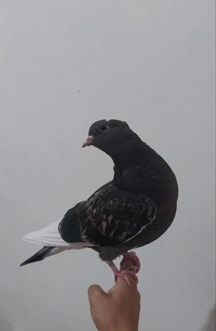 جوجه کبوتر|پرنده|شیراز, ریاستی|دیوار