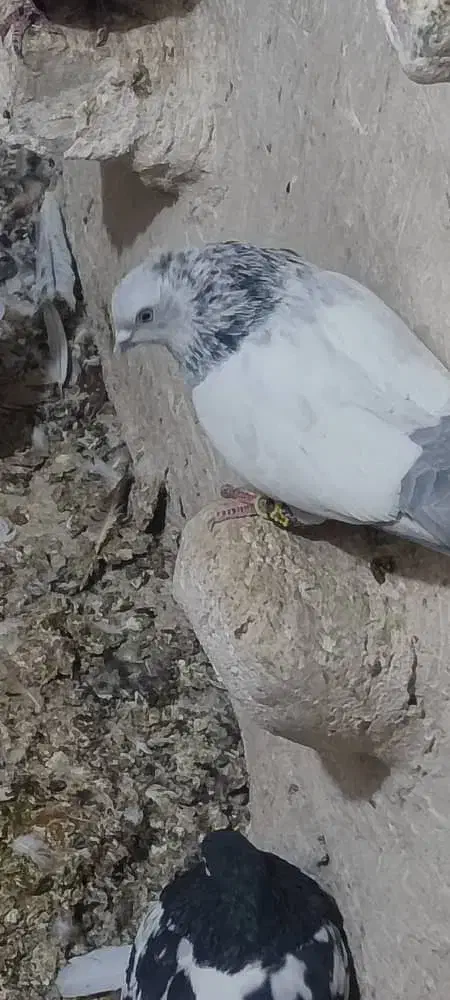 کبوتر سینه ابی|پرنده|داراب, |دیوار