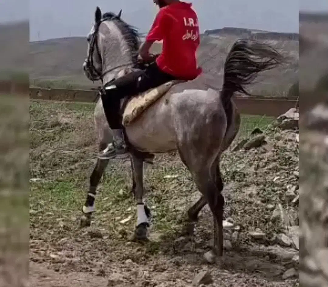 نریان 3ساله تازه سوار|اسب و تجهیزات اسبسواری|بستان آباد, |دیوار