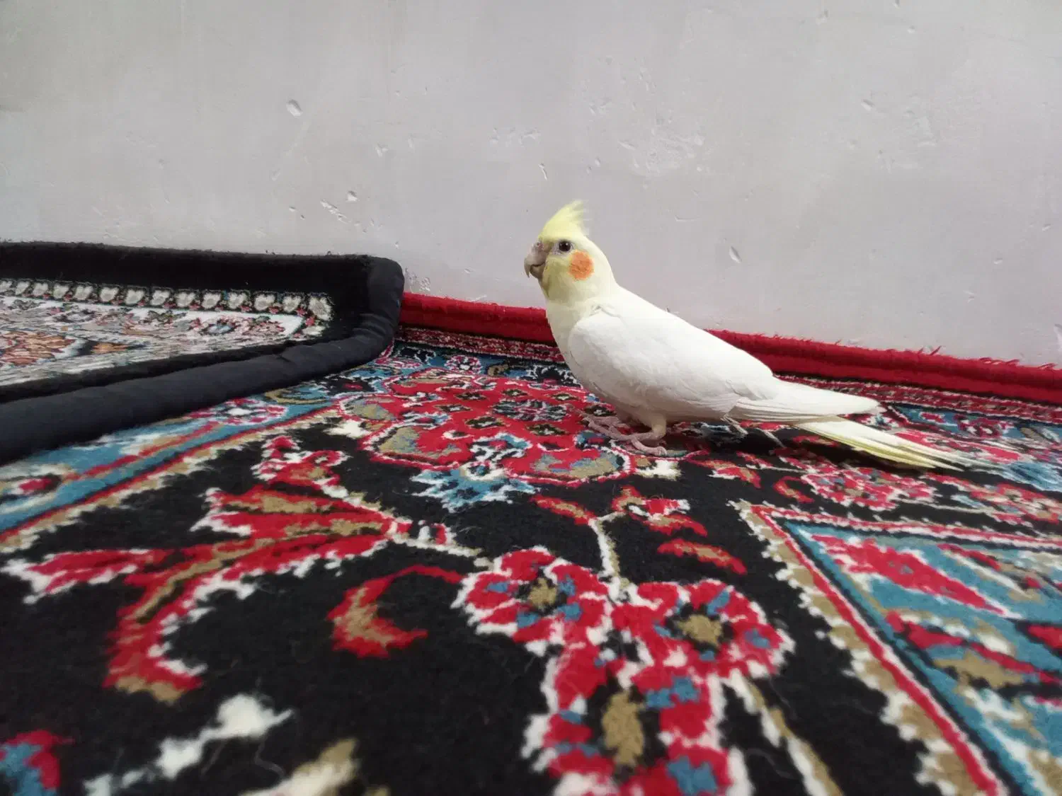 عروس هلندی|پرنده|اردبیل, |دیوار