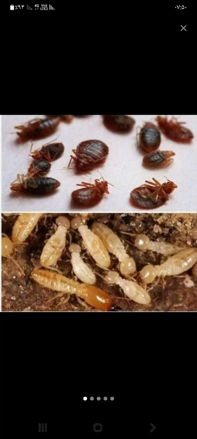 سمپاشی سم پاشی .ساس. سوسک وحشرات موزی|خدمات نظافت|تهران, تجریش|دیوار