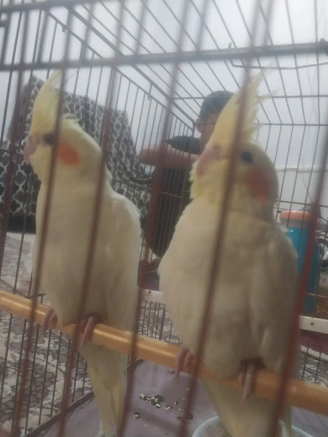 فروش یا معاوضه پرنده|پرنده|بروجن, |دیوار