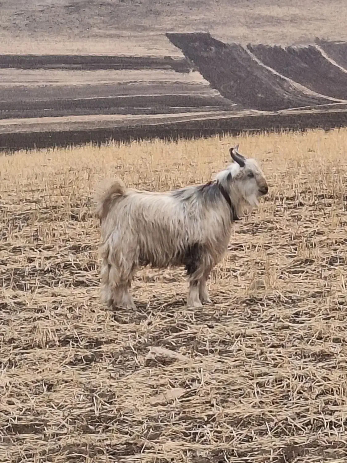 یک بزغاله بختیاری|حیوانات مزرعه|کرمانشاه, |دیوار