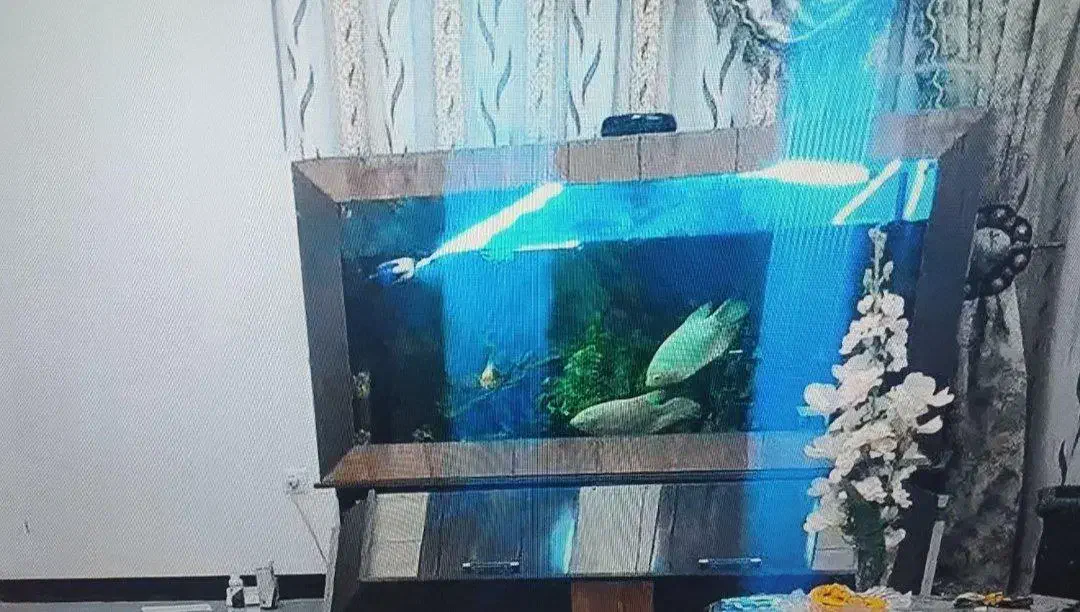 آکواریوم|ماهی|محلات, |دیوار