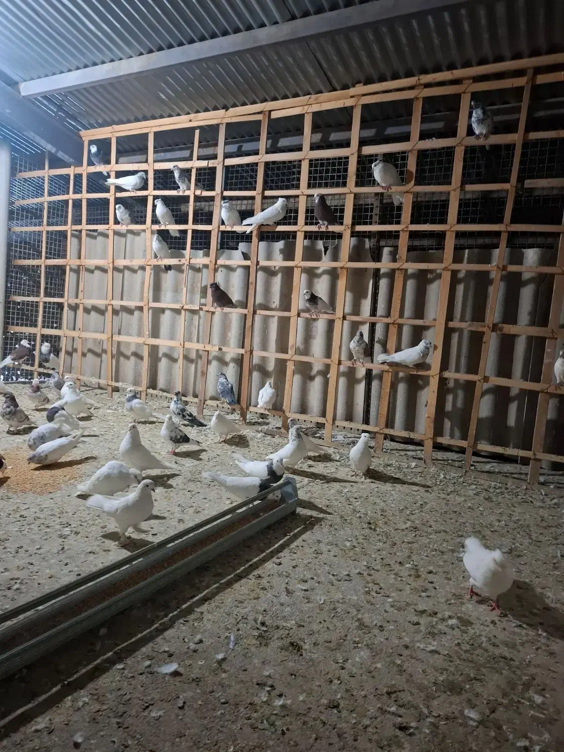 ۸۰عدد کفتر عتیقه،فروش فقط بصورت یکجایی|پرنده|شاهدشهر, |دیوار