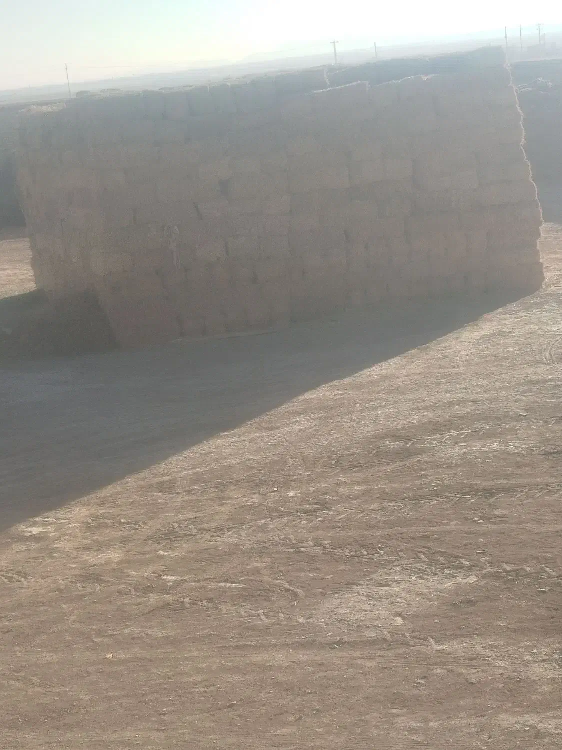 تخم یونجه درجه یک|عمده‌فروشی|شراء, |دیوار