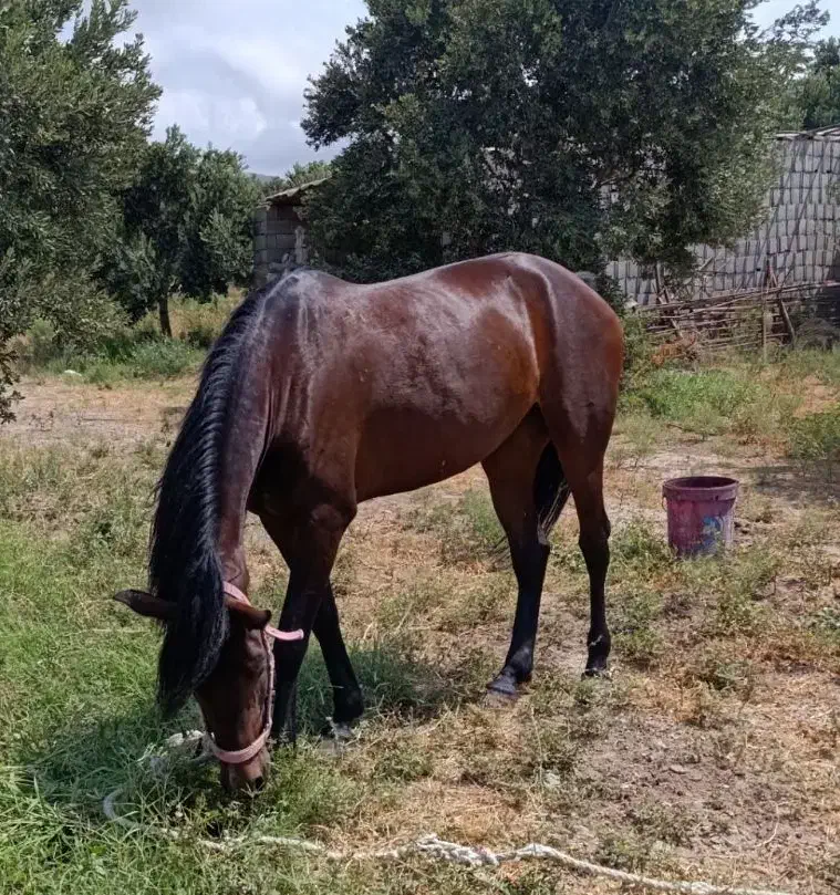 مادیان گمشده|حیوانات|قزوین, |دیوار