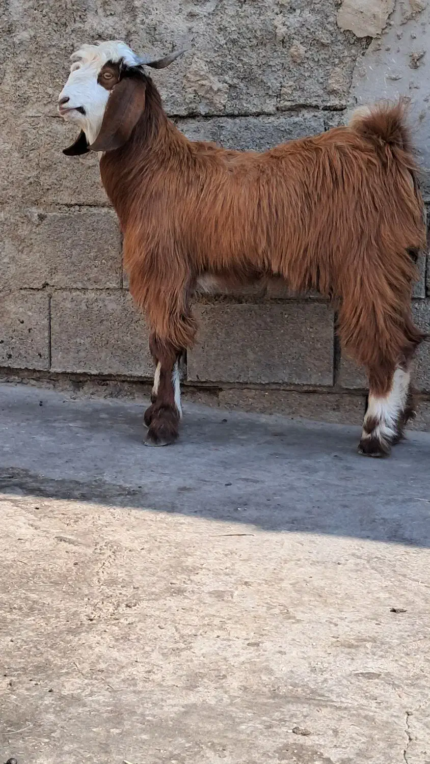 بز کهره|حیوانات مزرعه|بندر ماهشهر, |دیوار