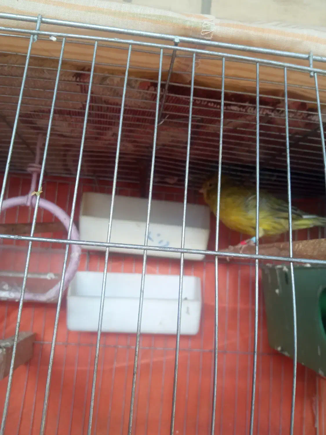 قناری نر|پرنده|بهبهان, |دیوار