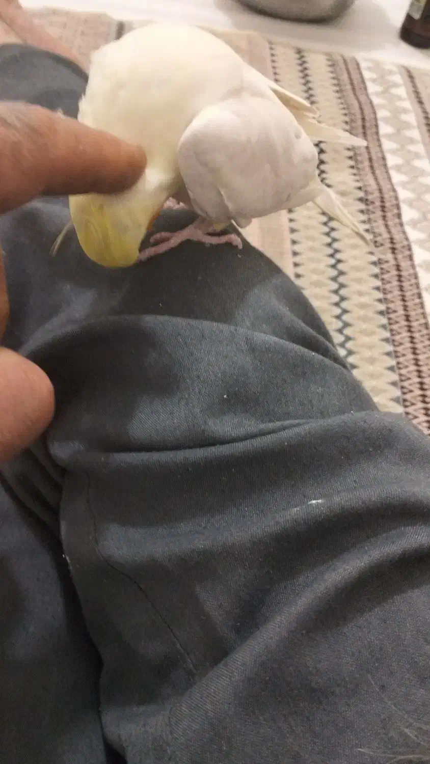 عروس هلندی سالم و بازیگوش سخنگو|پرنده|بیجار, |دیوار