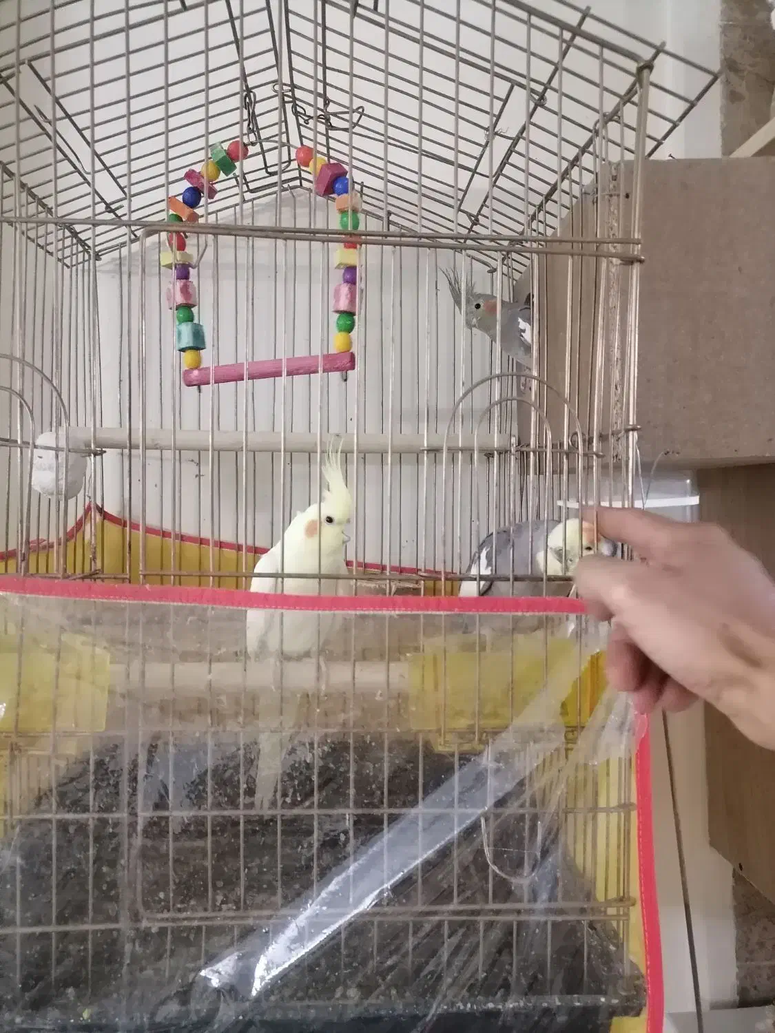 عروس هلندی معاوضه با نقره|پرنده|تهران, سبلان (لشگر)|دیوار