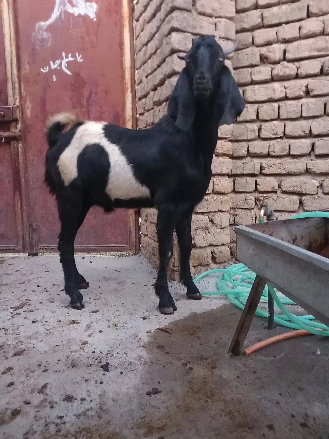 بز نر پاکستانی|حیوانات مزرعه|ابهر, |دیوار