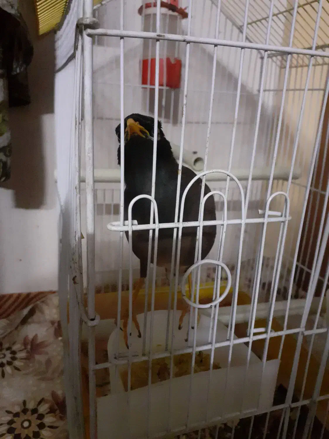 مینا رام سخنگو ۱۰ کلمه|پرنده|محمدیه-قزوین, |دیوار