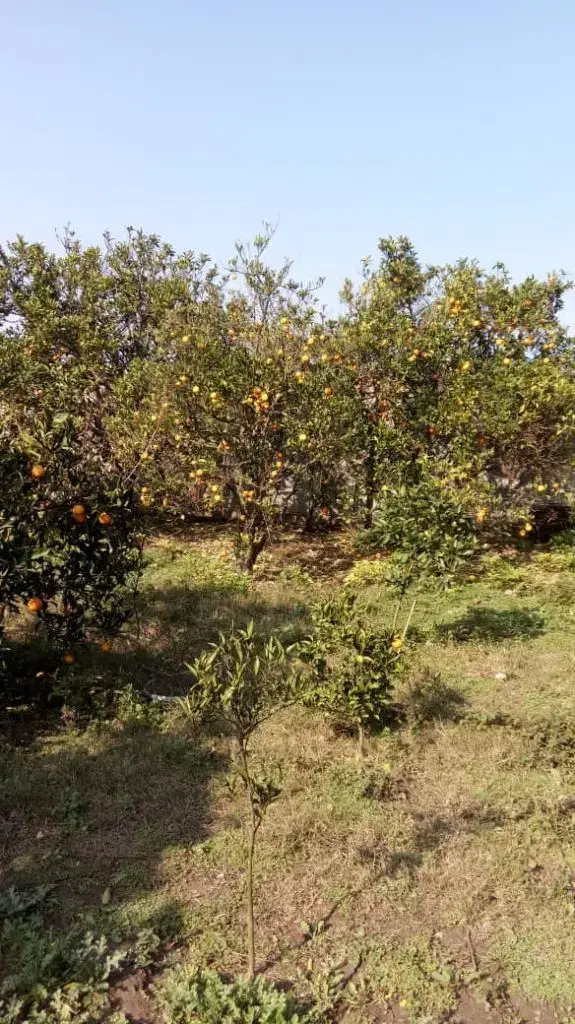 فروش زمین کشاورزی جنب آزادراه قائمشهر ساری|فروش دفتر صنعتی، کشاورزی، تجاری|قائم‌شهر, |دیوار