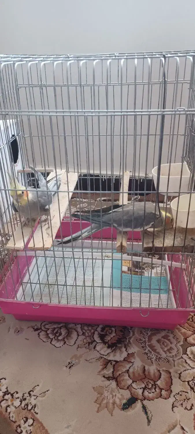 عروس هلندی|پرنده|تهران, قصر فیروزه ۲|دیوار