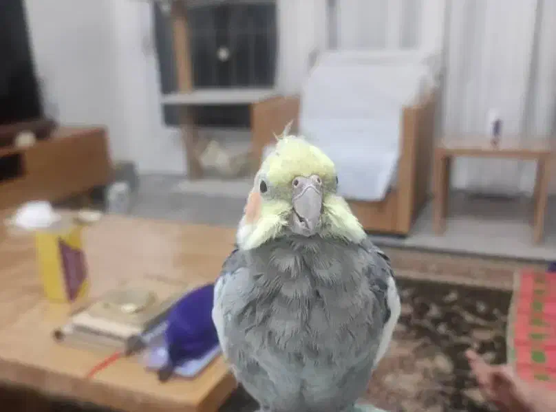 گمشده گم شده عروس سمت باهنر|حیوانات|شیراز, جانبازان|دیوار