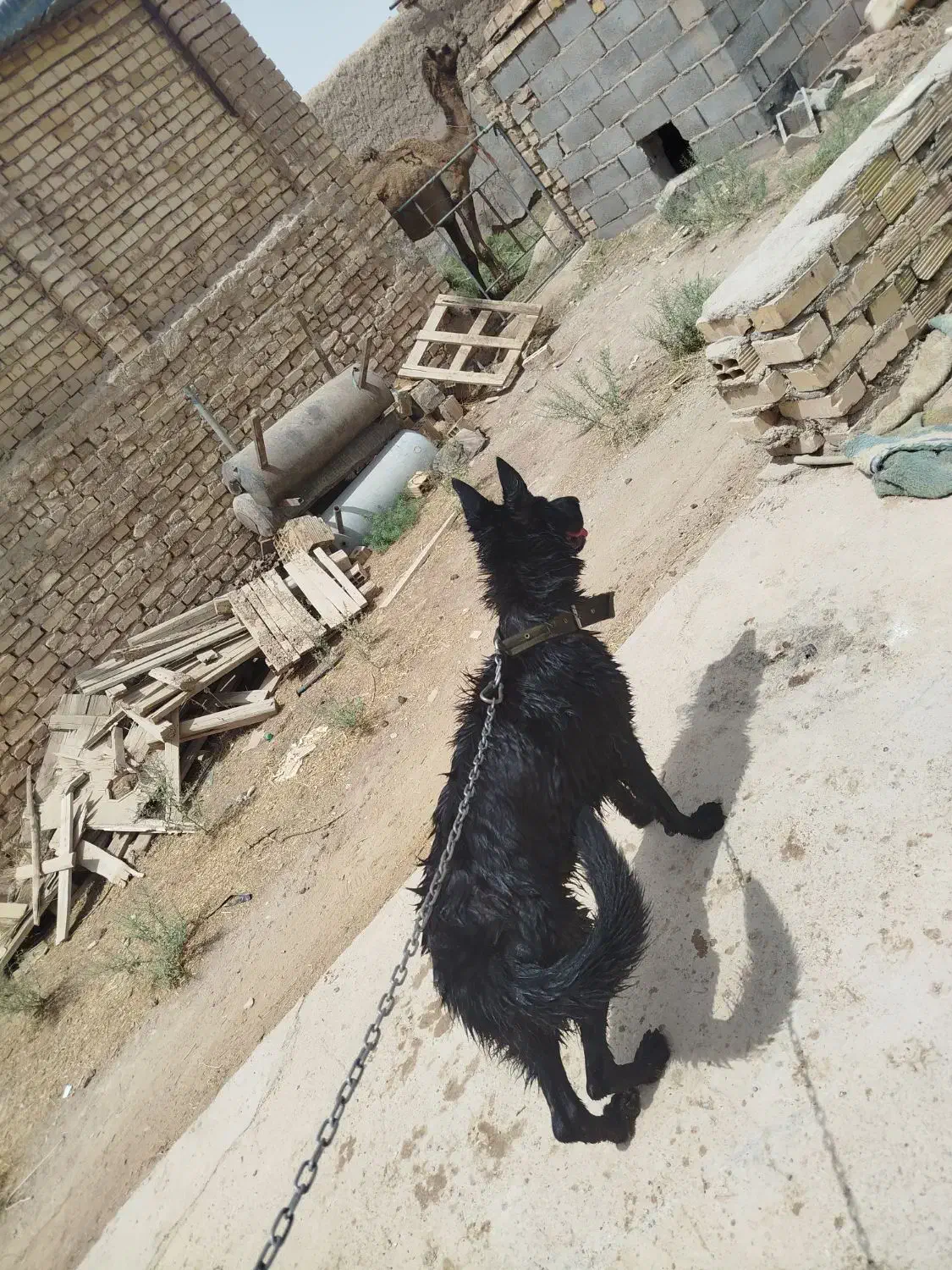 سگ ژرمن ماده|سگ|اشکذر, |دیوار