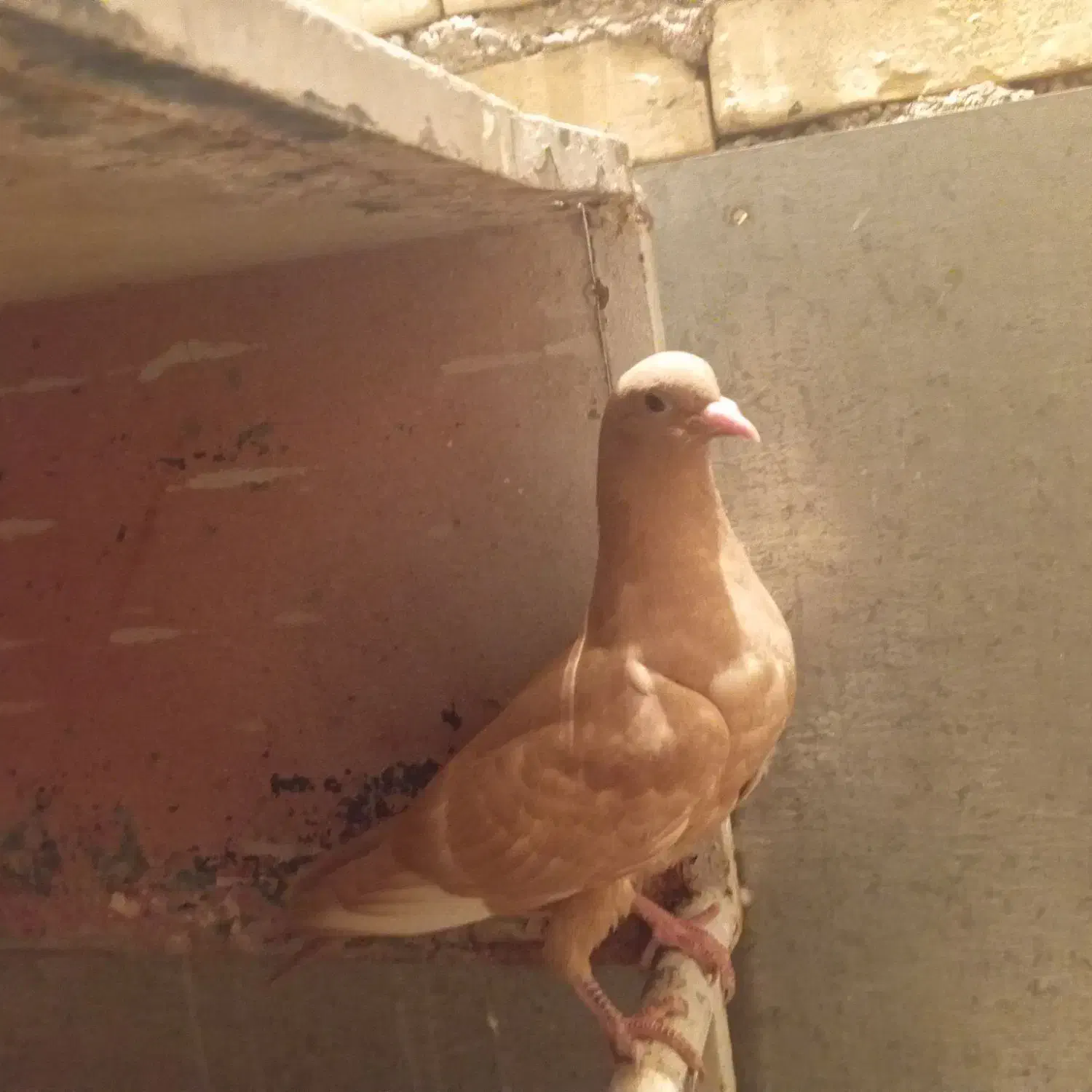 گمشده دو عدد|پرنده|اهواز, کوی رمضان|دیوار