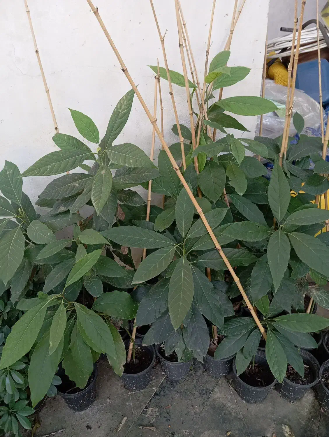 نهال اواکادو|عمده‌فروشی|سلمان‌شهر, |دیوار