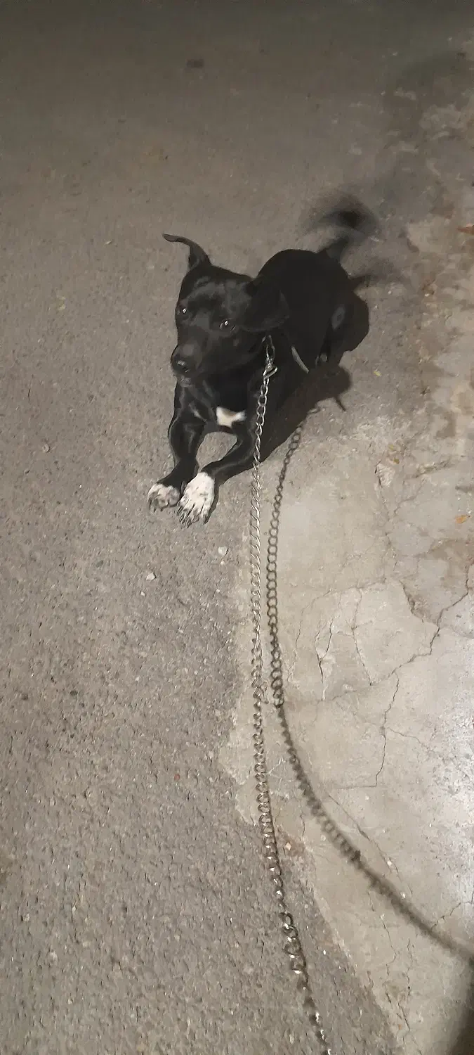 گمشده|حیوانات|مشگین شهر, |دیوار