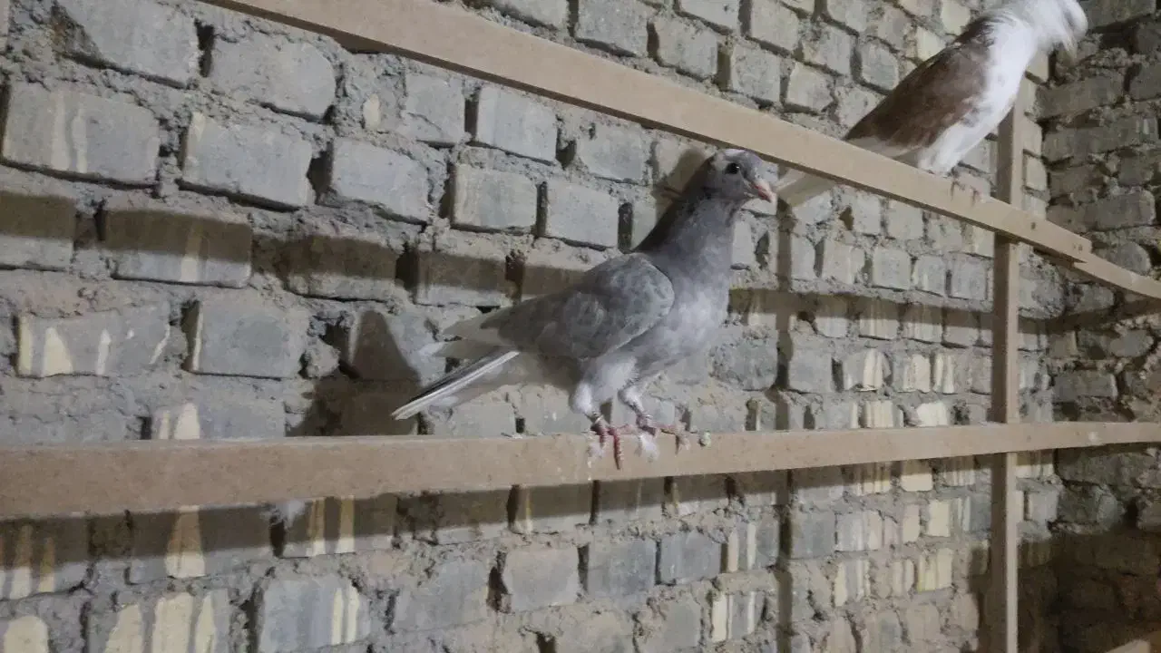 کفتر هما|پرنده|یزد, |دیوار