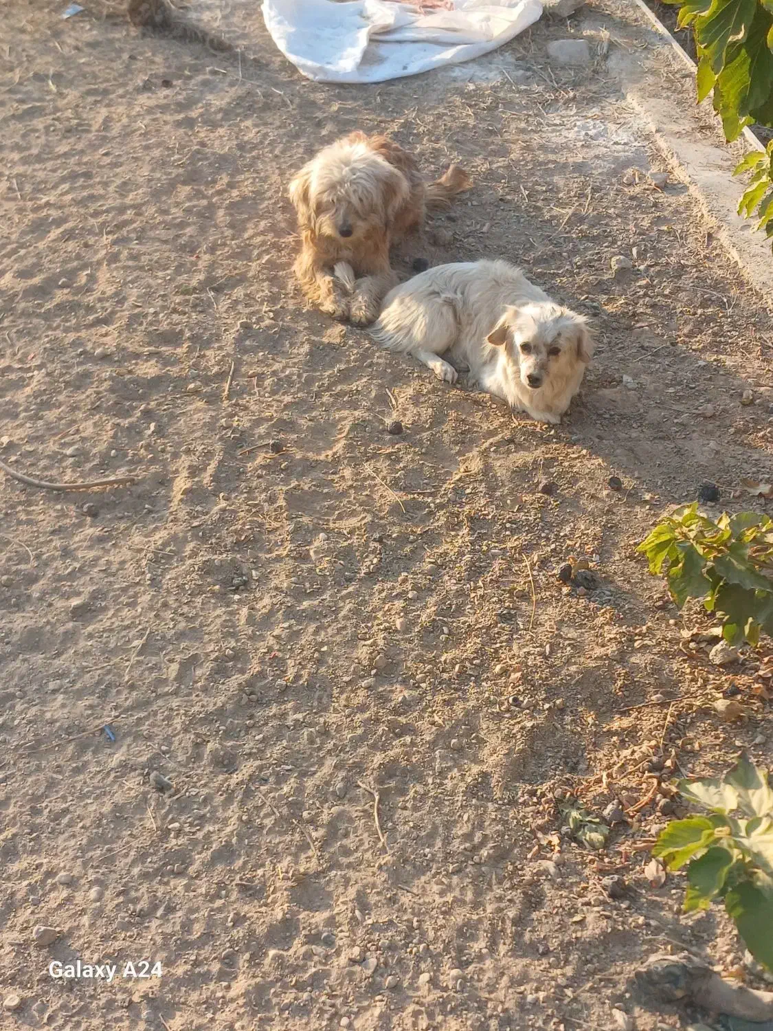 سگ پاپی|سگ|نجفآباد, قلعه سفید|دیوار