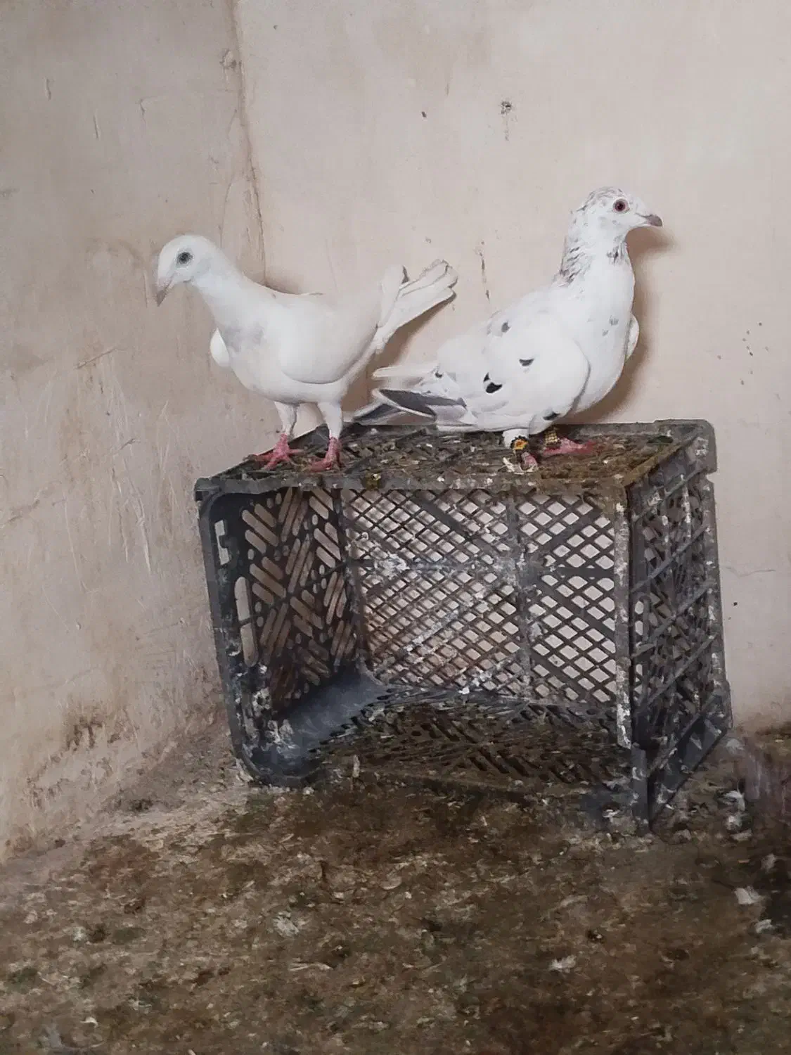 سار جفت|پرنده|تربت جام, المهدی|دیوار