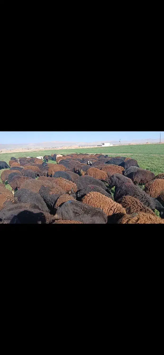 شیشک|حیوانات مزرعه|بروجرد, |دیوار