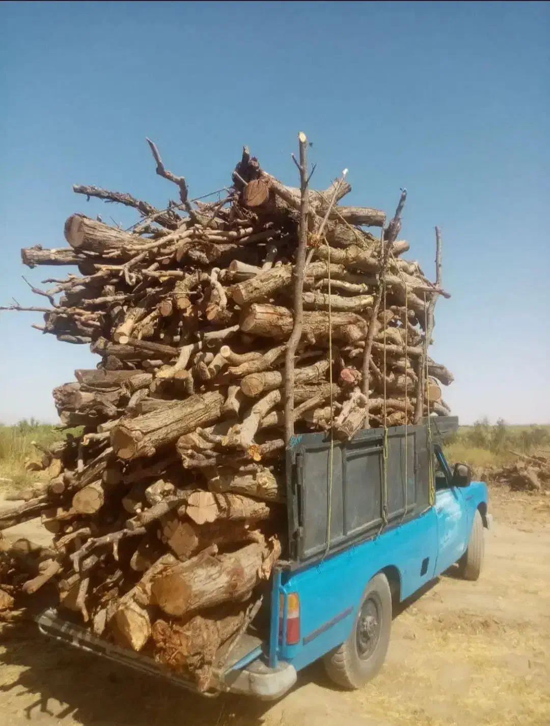 خرید و برش چوب|خدمات باغبانی و درختکاری|نقده, |دیوار