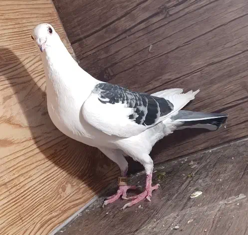 کبوتر جنگنده . رنگی.شمرونی ساعتی   زیر قیمت|پرنده|بومهن, |دیوار