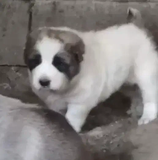 آلابای بااصالت نگهبان.. گله ای و..فی فقط سه|سگ|مشهد, ترمینال|دیوار